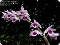 Dendrobium anosmum var. South Thailand